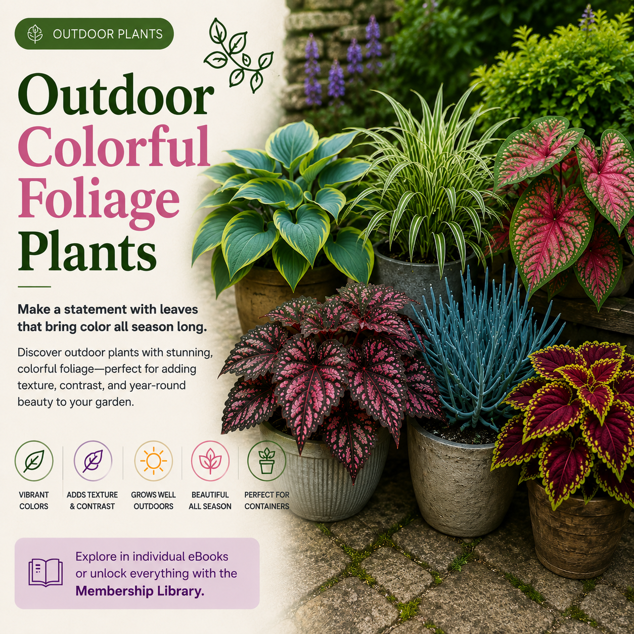 Outdoor Colorful Foliage Plants