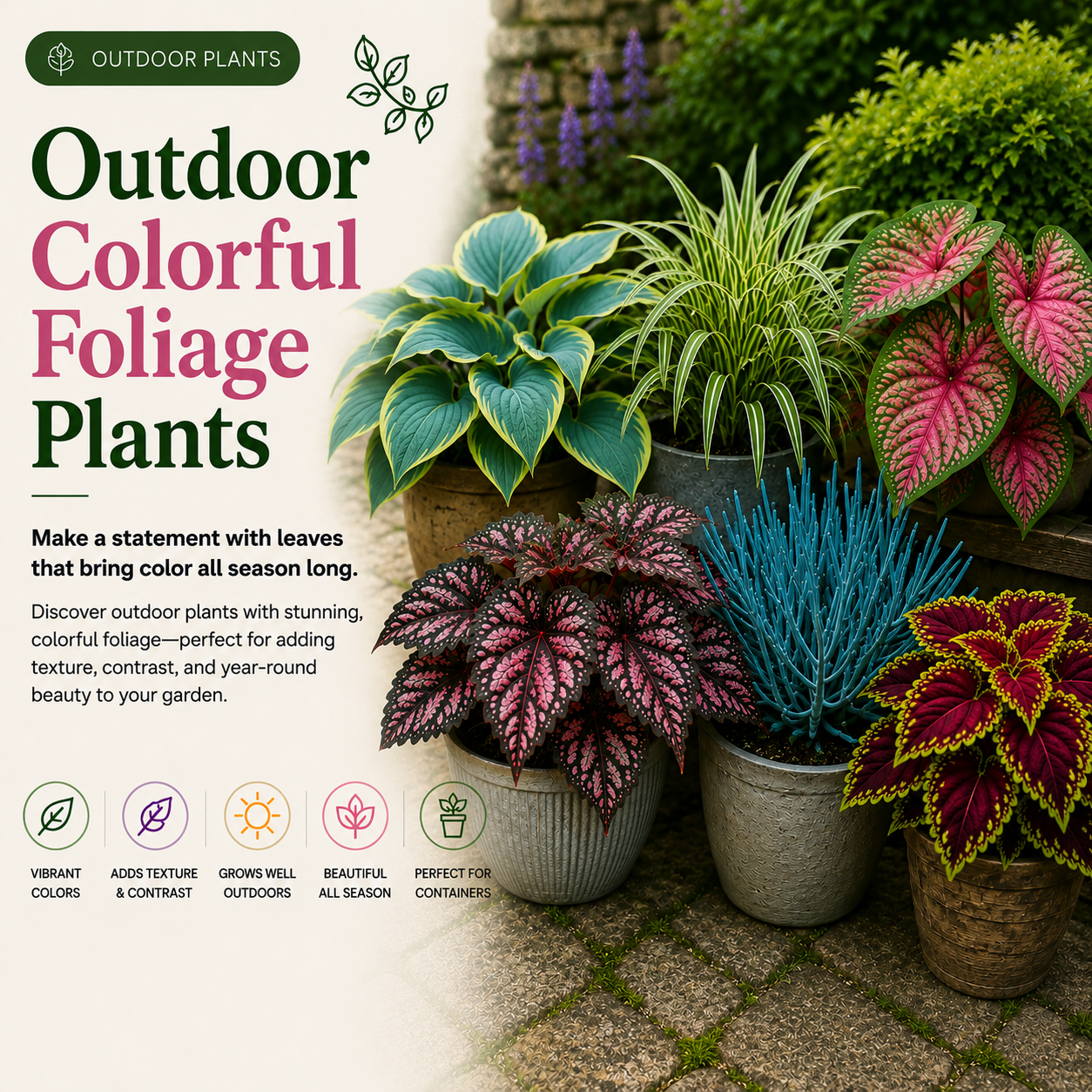 Outdoor Colorful Foliage Plants - Members