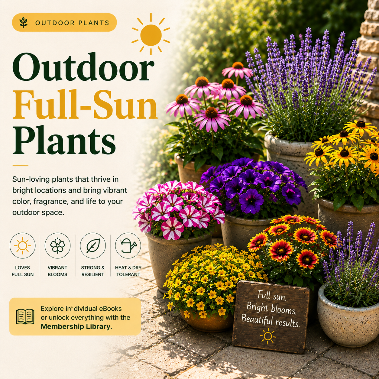 Outdoor Full-Sun Plants