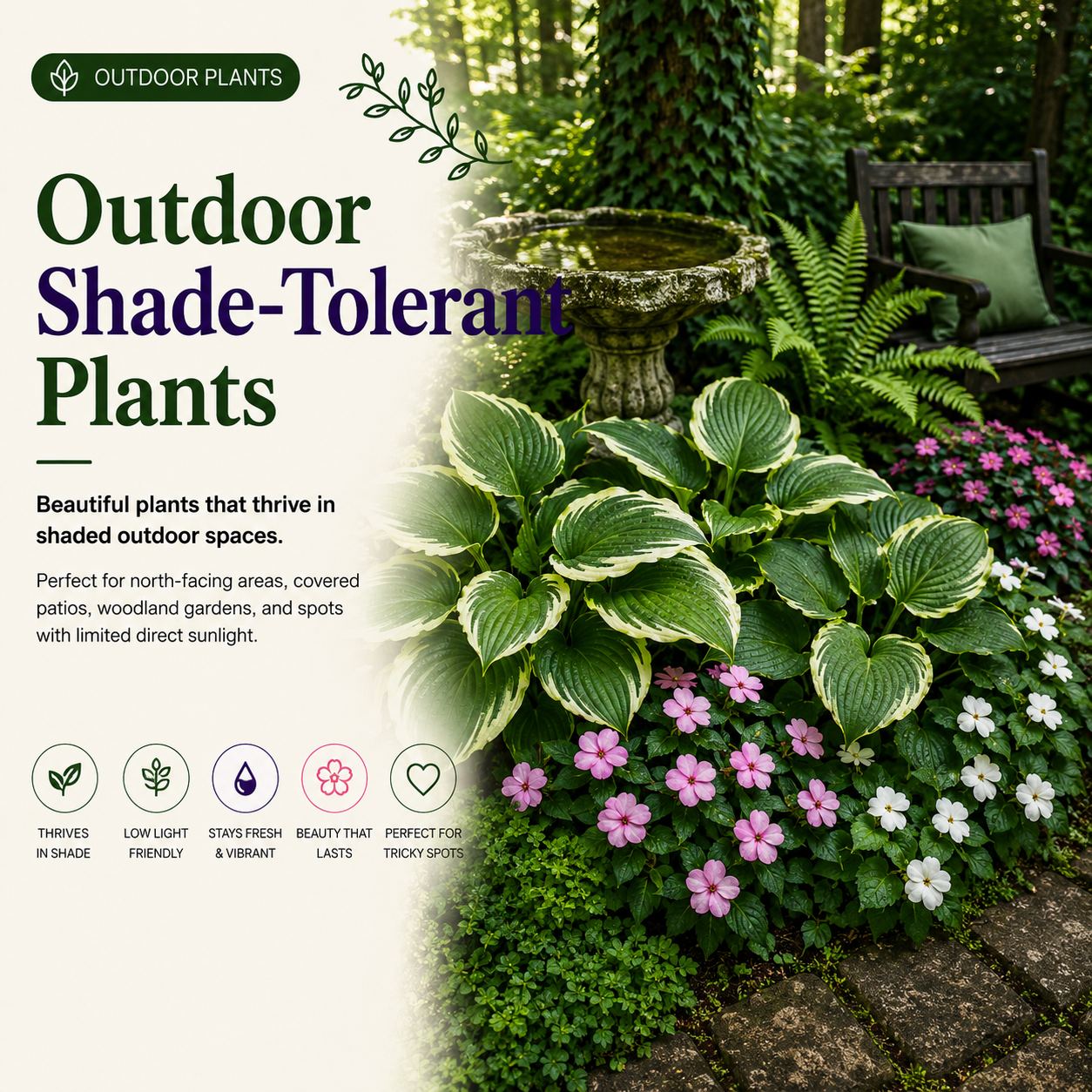 Outdoor Shade-Tolerant Plants - Members