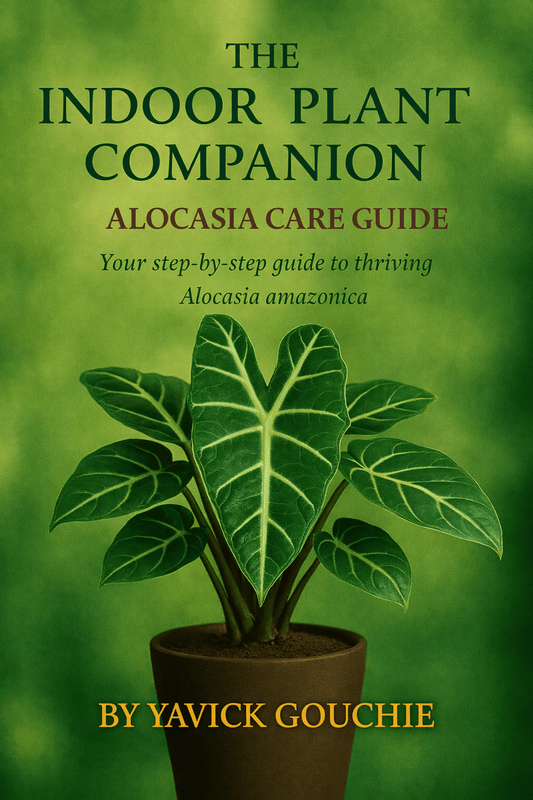 Alocasia (Alocasia amazonica) Membership
