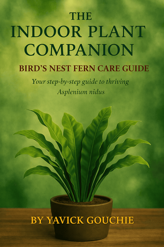 Bird’s Nest Fern (Asplenium nidus) Membership