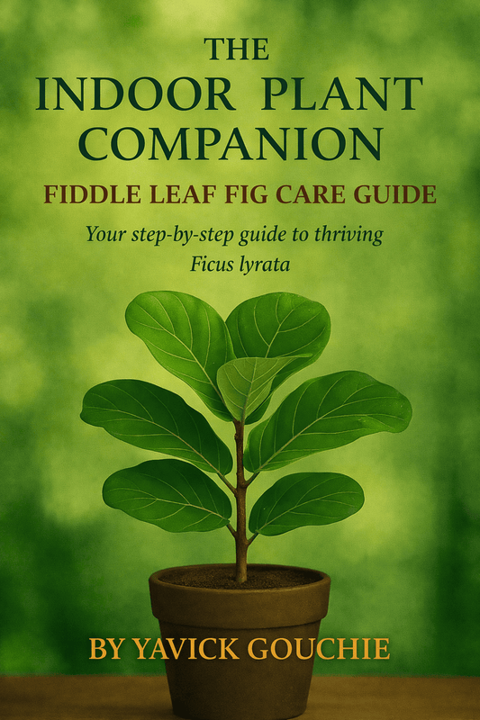 Fiddle Leaf Fig (Ficus lyrata) Membership
