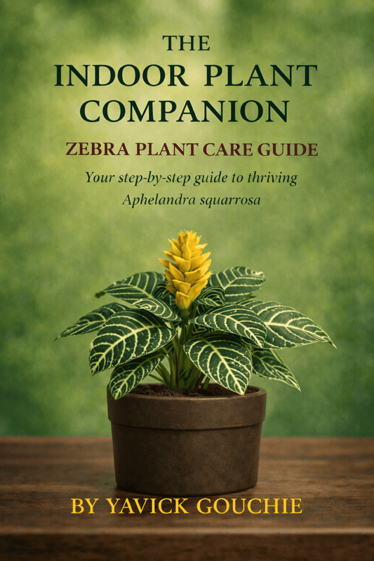 Zebra Plant (Aphelandra squarrosa) Membership