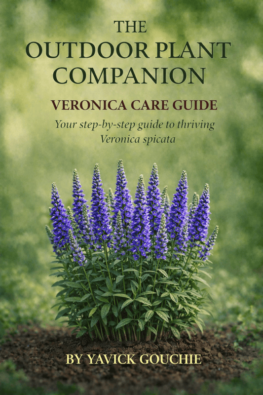 Veronica (Veronica spicata) – Care Guide PDF eBook