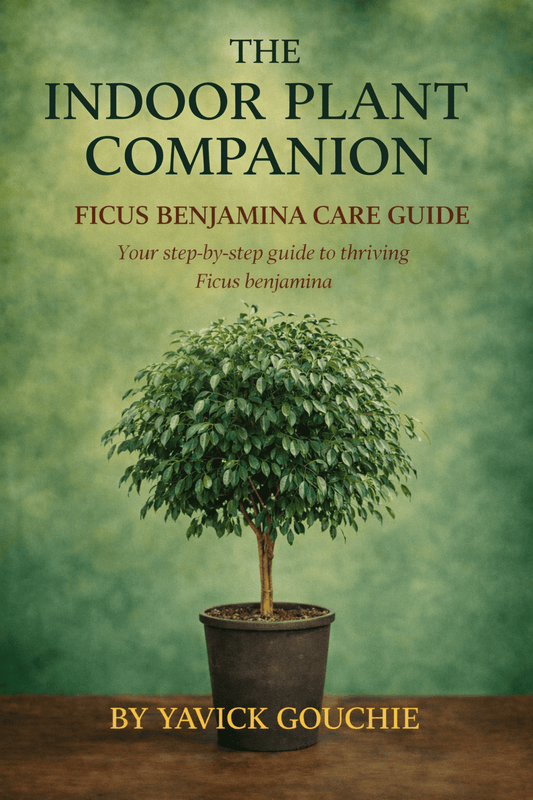 Ficus benjamina – Care Guide PDF eBook